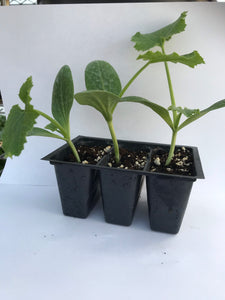 Green Zucchini Plants