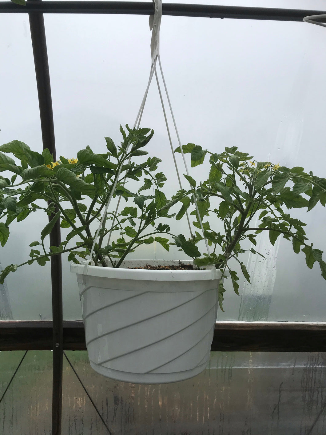 Hanging Basket Cherry Tomatoes